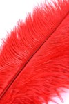 Красное страусовое пёрышко фото 3 — pink-kiss