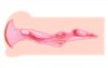 Мастурбатор-вагина с двойным слоем материала Haru фото 4 — pink-kiss