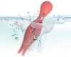 Коралловый раздвоенный вибромассажер Siren для клиторального массажа фото 8 — pink-kiss